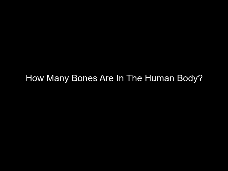 How Many Bones Are In The Human Body?