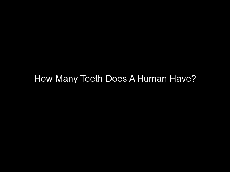 How Many Teeth Does A Human Have?