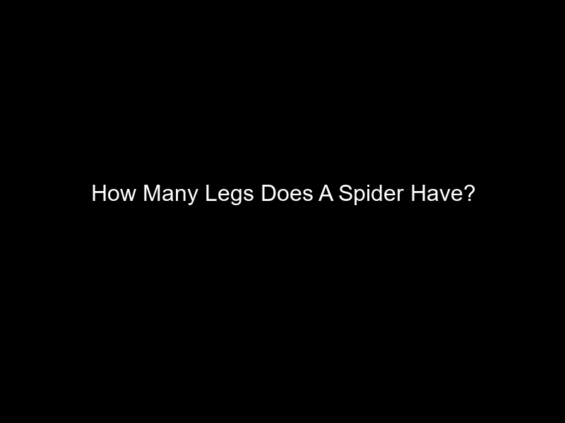 How Many Legs Does A Spider Have?