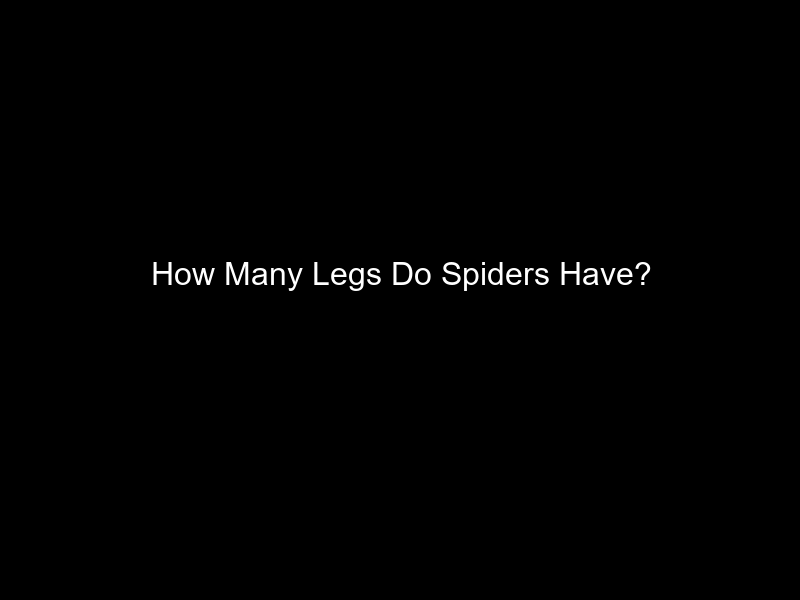 How Many Legs Do Spiders Have?